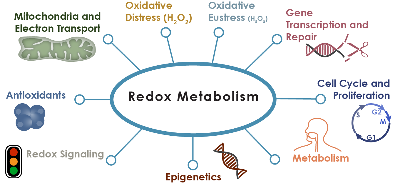 Image describing the reach of FRRBP basic science